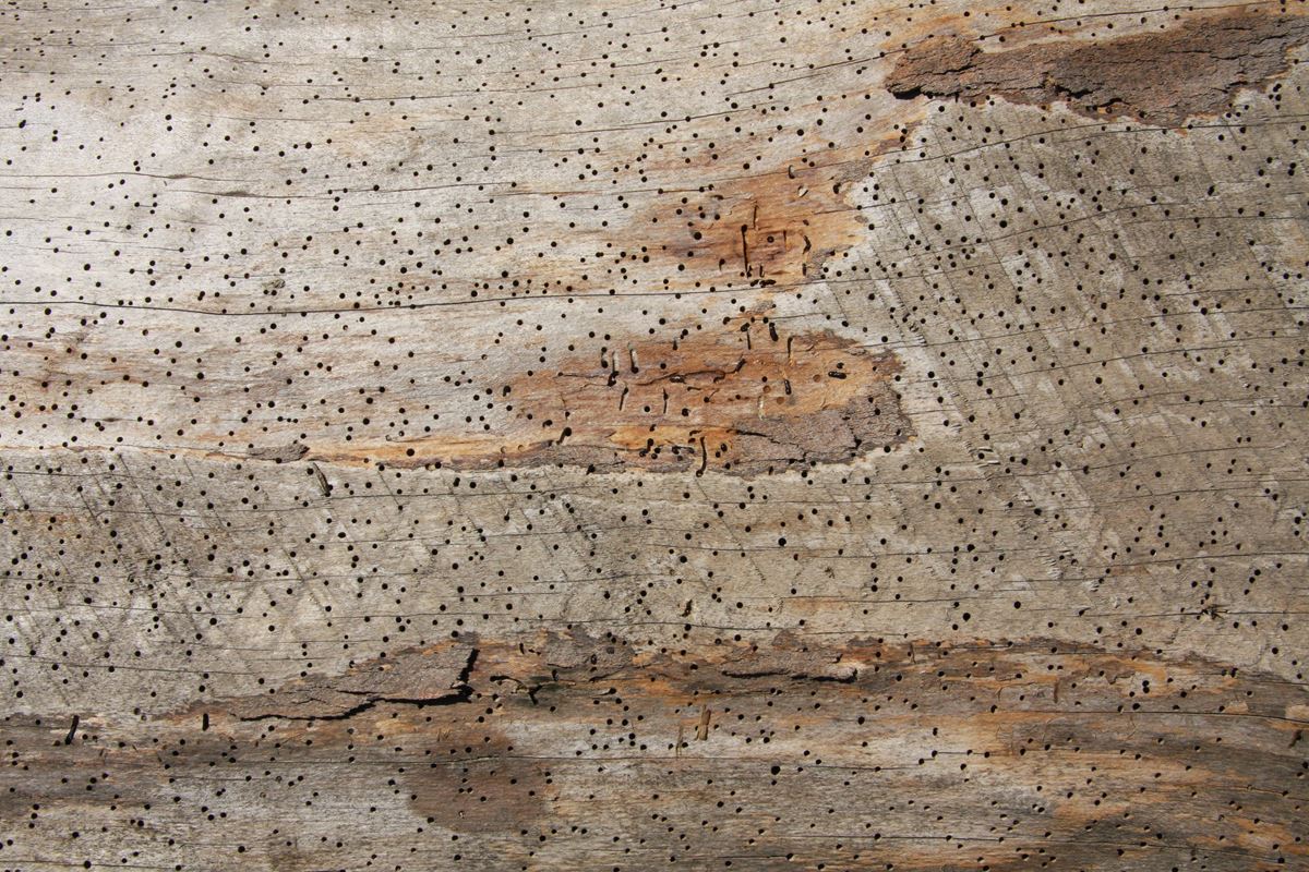 Triple B Enterprises Reclaimed Timber Company - Reclaimed Timber Company - Your Source For Reclaimed Wall Cladding